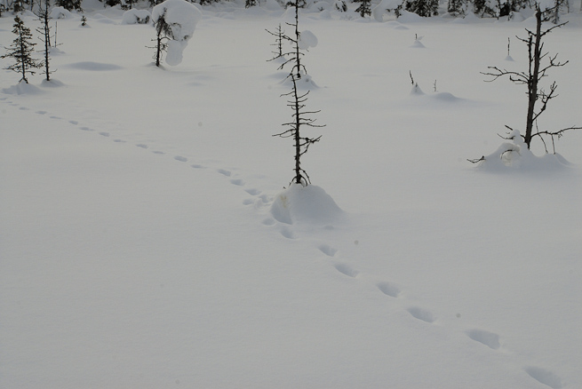 snow with fox tracks and urination mark