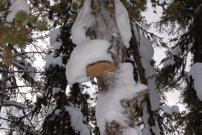 Horses hoof fungus Fomes fomentarius on birch tree in winter