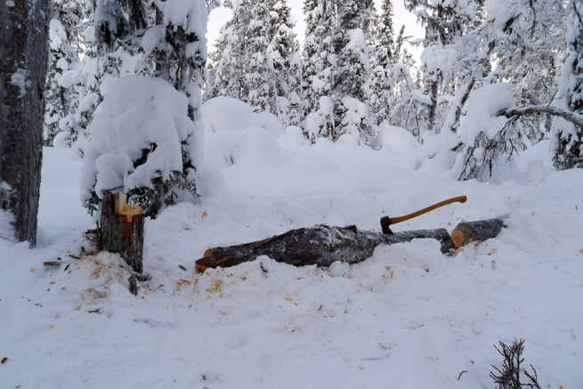 Post image for Tree Felling For Winter Firewood: Axe and Saw