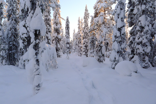 Avenue of snow-covered spruce trees in winter wonderland of snowy forest