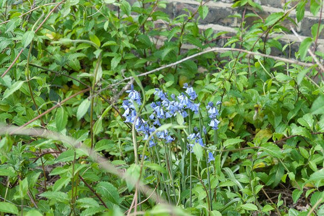 Bluebells by canal