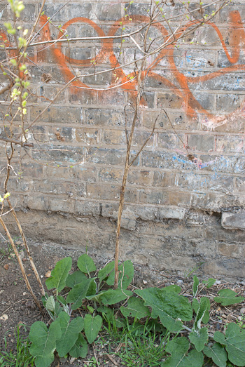 Burdock leaves and old flowering stem