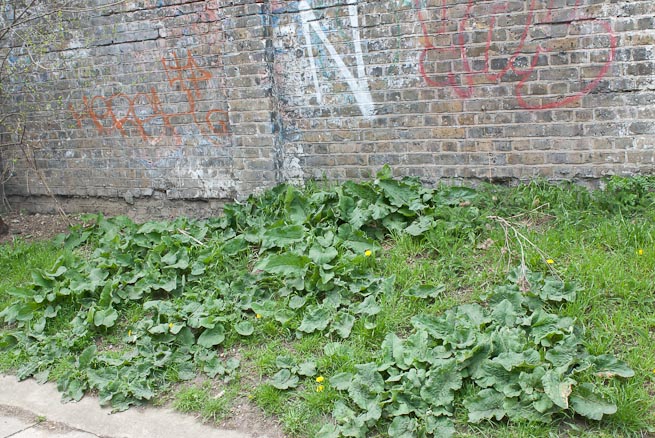 Burdock patch of leaves