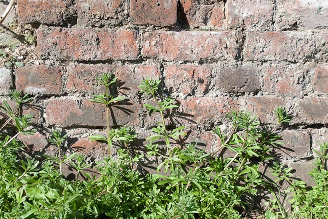 Cleavers or goosegrass