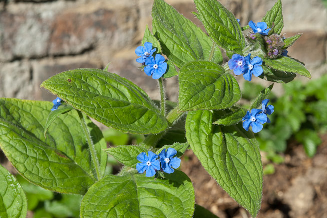 Is green alkanet poisonous best sale to dogs