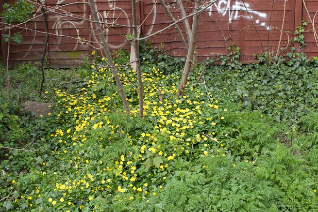 Patch of Celandines