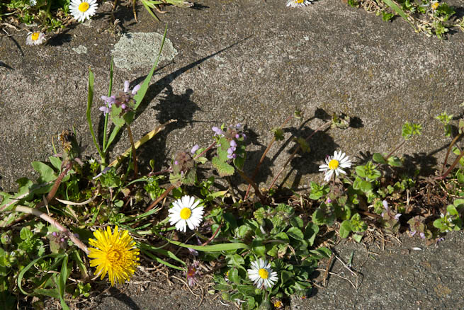 Dandelion, Daisy and Red Dead-nettle growing in cracked tarmac