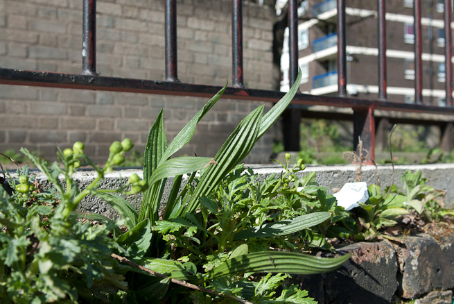 Ribwort Plantain, Plantago lanceolata on a wall in London