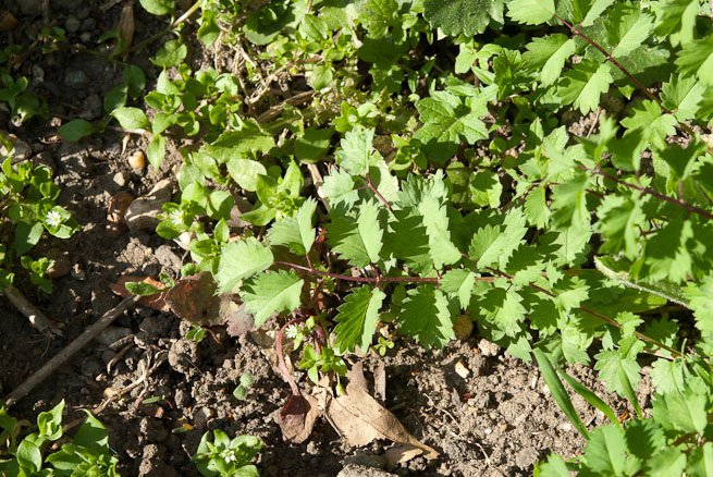 Salad Burnet leaves