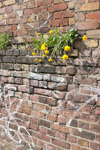 Dandelions on a wall