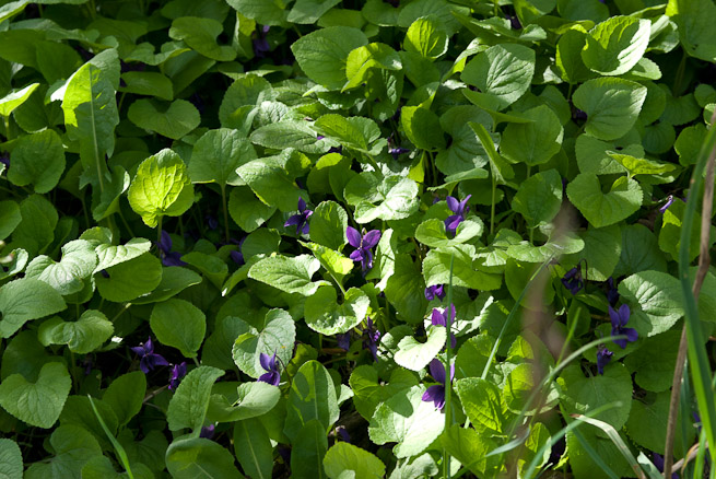Viola odorata, Sweet Violet, flowers and leaves