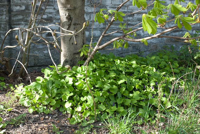 Sweet violets growing under a tree