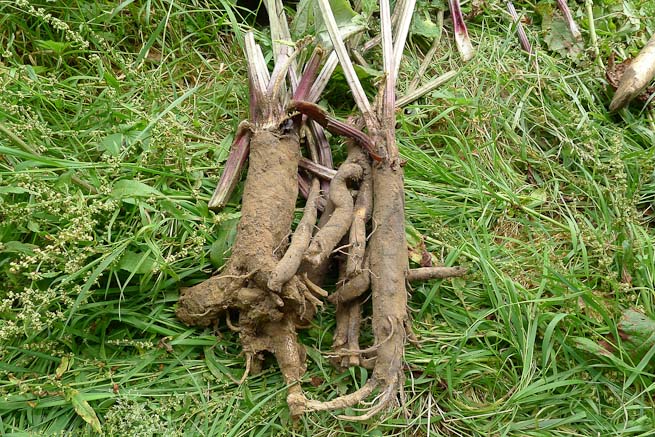 Burdock, Arctium sp, roots