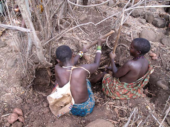 Hadzabe women digging for tubers