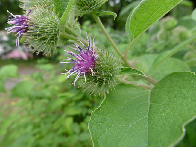 The flowers of burdock resemble the flowers of thistles. 