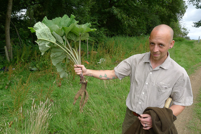 Man holding burdock plant including root