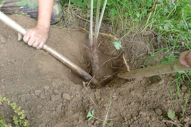 Digging up Burdock roots with a digging stick