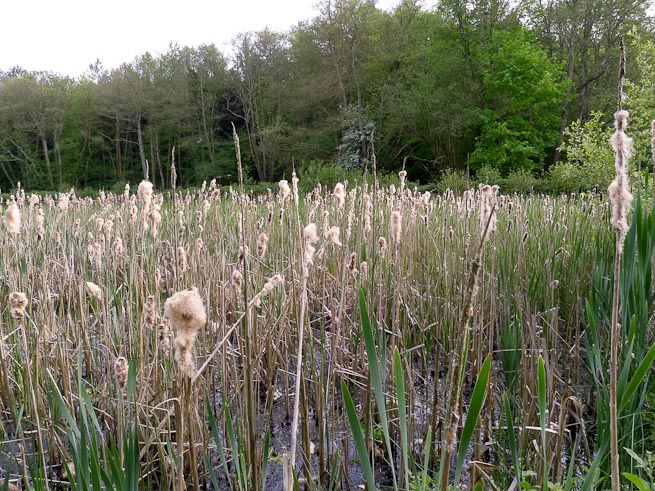 An extensive area of cat-tail growing in the shallows of a lake in East Sussex, UK. 