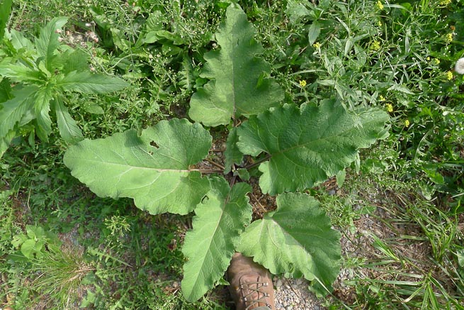 The leaves of lesser burdock growing in Ontario, Canada.