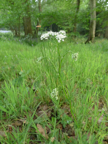 The flowering stem of pignut. May, East Sussex, UK.