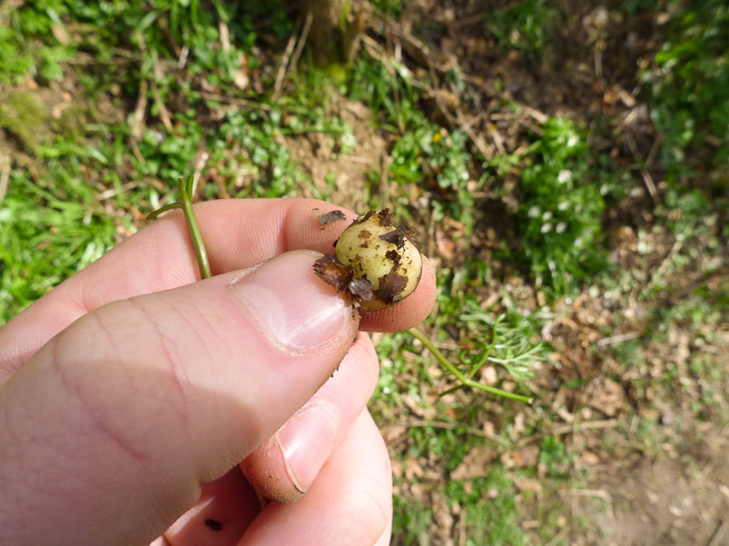 Removing outer skin of pignut conopodium magus