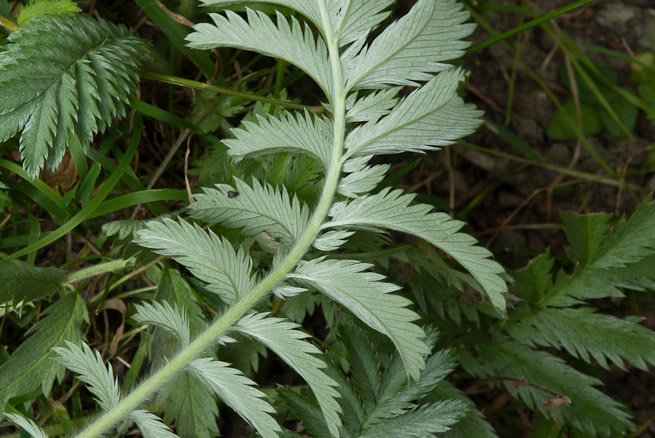Underside of silverweed leaf