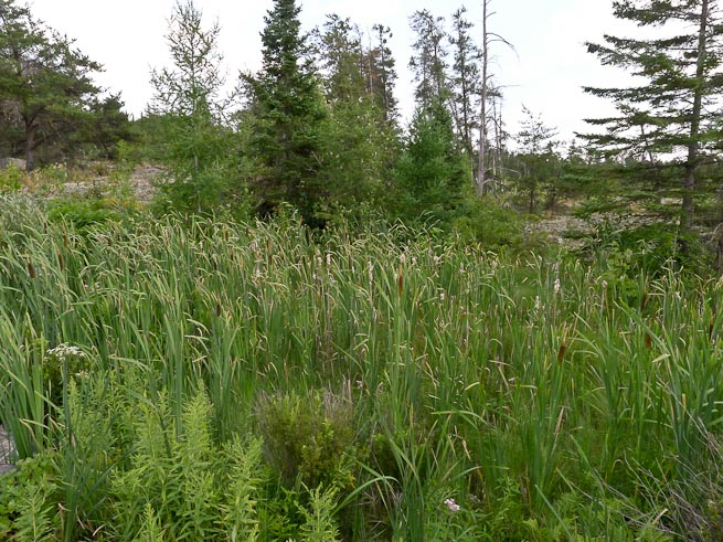 A stand of cat-tail growing in a water-filled depression in Ontario, Canada.