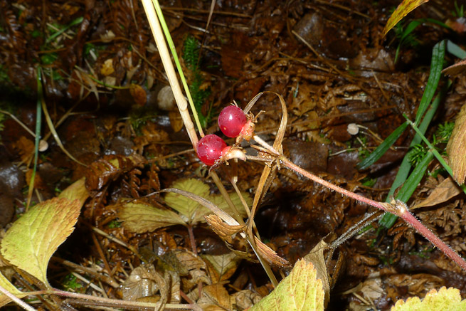 Stone Bramble, Rubus saxatilis.