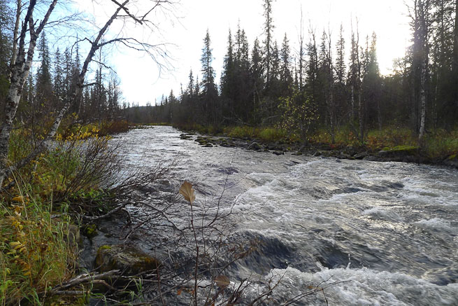 River running through boreal forest in Sweden