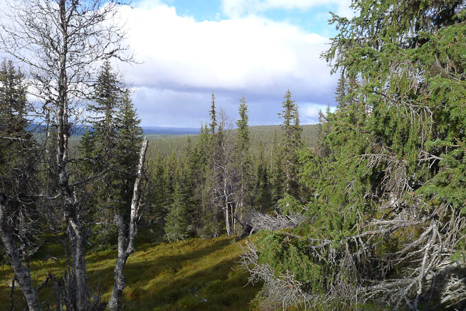 boreal forest landscape view from elevation