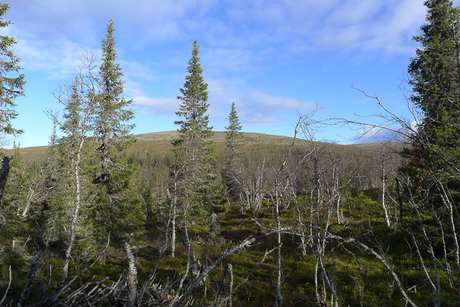 Way Out North: A Boreal Forest Foray