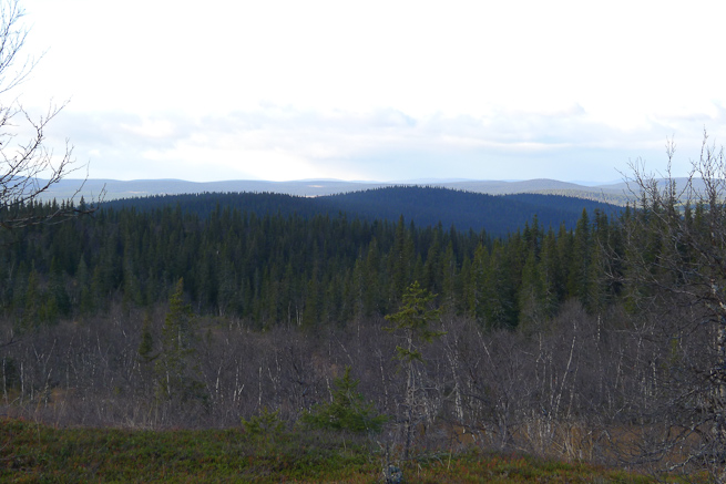 boreal forest landscape view