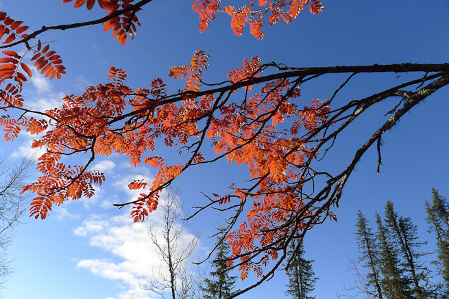 Rowan leaves turned red against blue sky