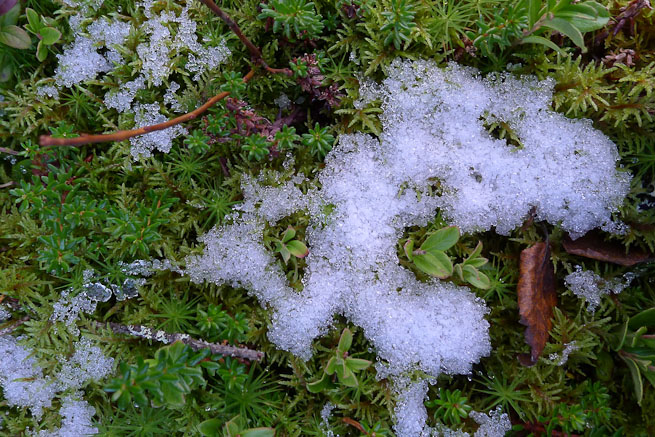 Snow on moss.