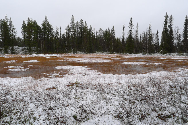Swampy area highlighted by surrounding snowy ground