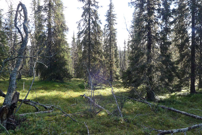 Boreal forest