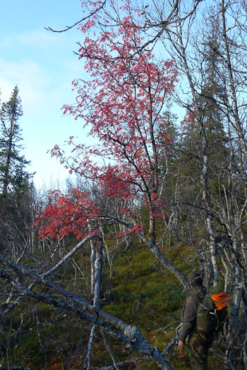 Red rowan mountain ash in Swedish mountains