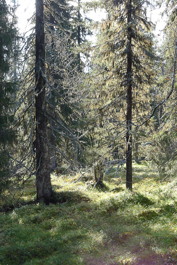 Northern_Forest_Foray_2