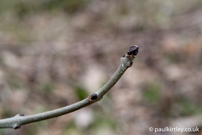The distinctive sooty-black buds of ash. Photo: Paul Kirtley.
