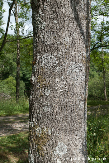 Bark of ash, Fraxinus excelsior, with lichen growth