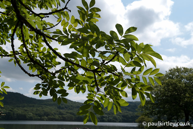 Leaf Identification Chart Uk