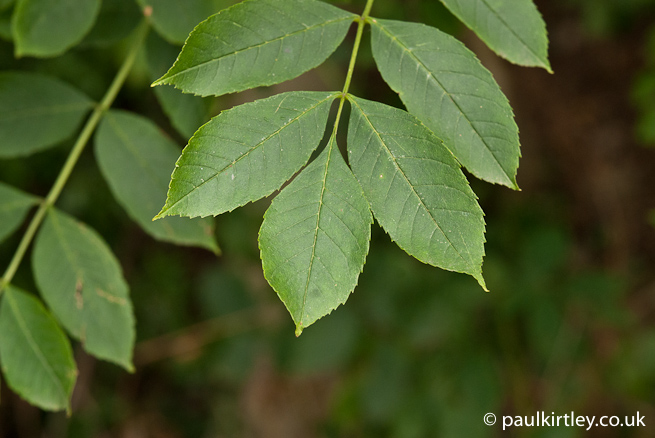 ash leaf detail