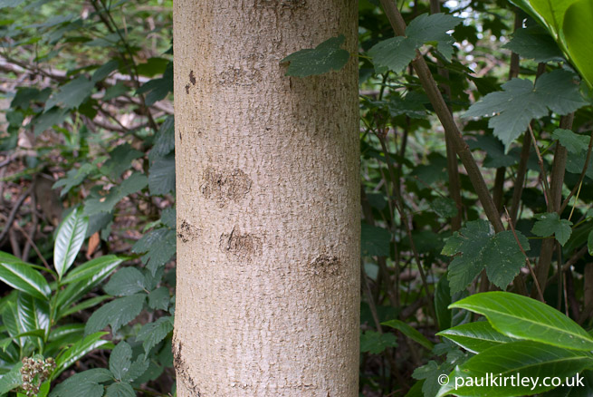 The smooth grey-beige bark of a larger ash tree. Photo: Paul Kirtley.