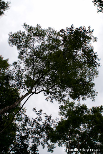 looking up an ash tree