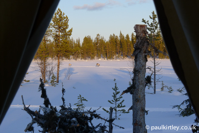 View of reindeer from tent door