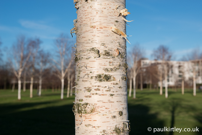 Birch bark in sunshine