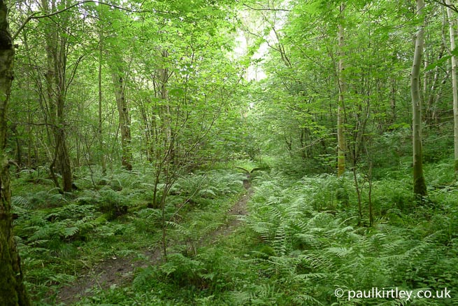 Woods - verdant and plentyful