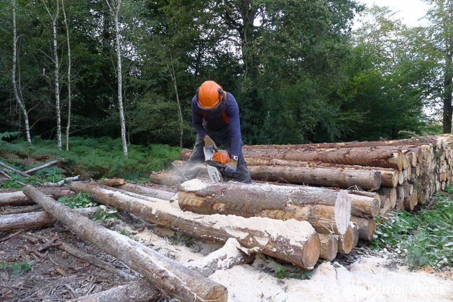 homem trabalhando com motosserra entre logs