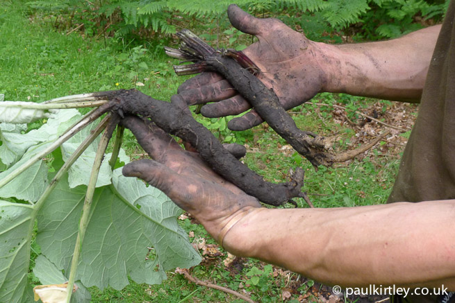  Des racines de bardane entre les mains d'un étudiant du cours intermédiaire Frontier Bushcraft 