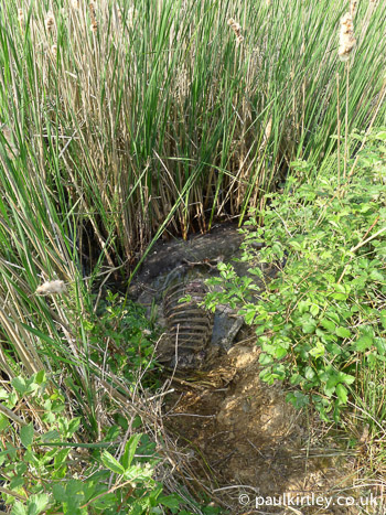  Cerf mort au bord d'un étang 